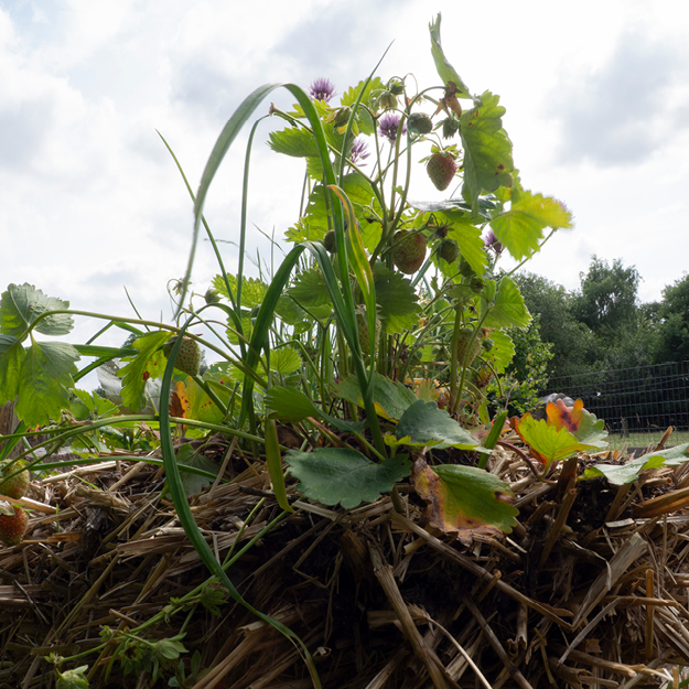 Natuurboerderij Lindehoeve Dalfsen strobaaltuintje